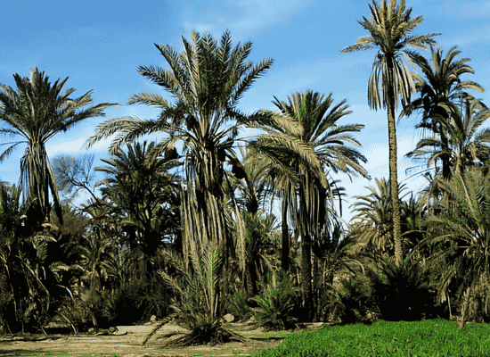 walking the world, through Moroccan eyes. morocco walker morocco walker travel blog - Exploring Sidi Ifni and Guelmim Through the Rise of Ayyoub Bouaddi - 4. The South Atlantic Track Route Logistics for the Uncharted Traveler